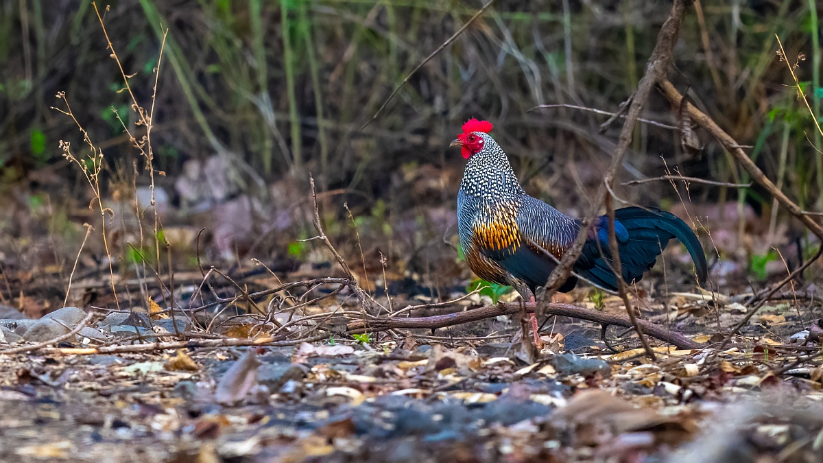 Grey Junglefowl